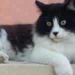Katze beim Tierarzt Banner