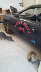 Pafosmietzcats